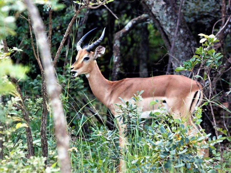 Vacant Land Residential For Sale In Bela Bela - Photo 2