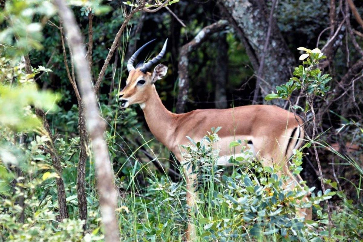 Vacant Land Residential For Sale In Bela Bela - Photo 2