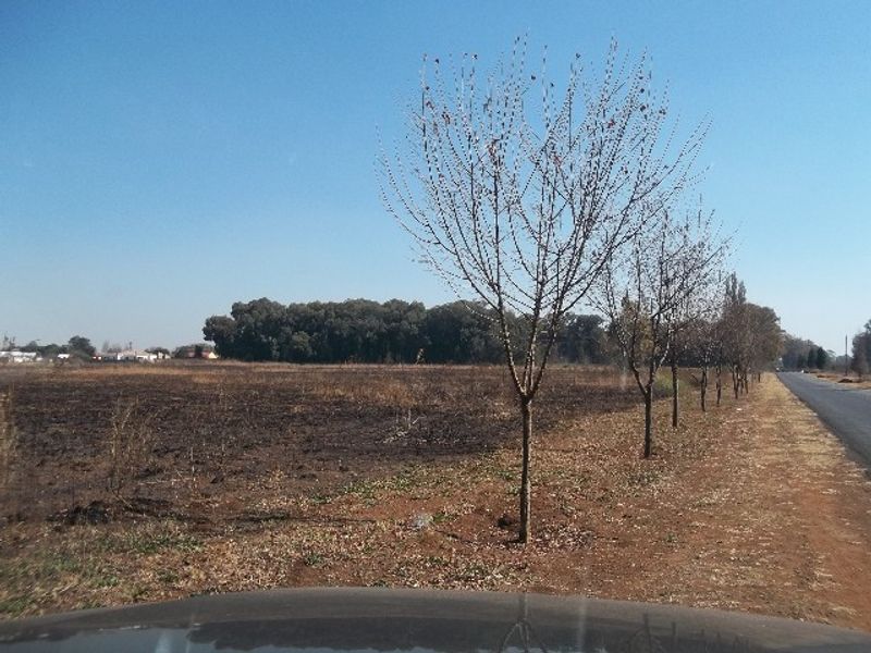 A view of a vacant residential plot of land bordering a road, featuring open terrain and a row of young trees.