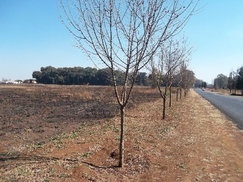 A view of the vacant residential land bordering a paved road, featuring a row of young trees along the property boundary.