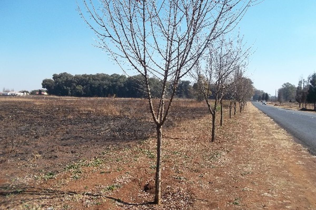 A view of the vacant residential land bordering a paved road, featuring a row of young trees along the property boundary.