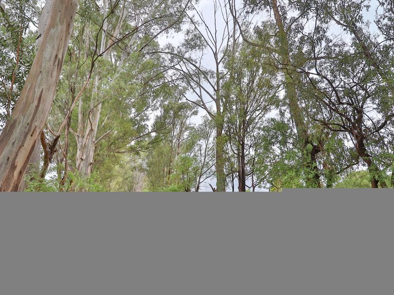 A view of mature eucalyptus trees and established vegetation on the small holding property.