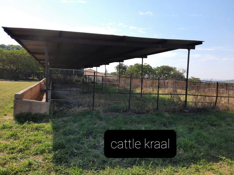 Outdoor cattle kraal featuring a metal roof structure, steel fencing, and a concrete feeding trough on a farm property.