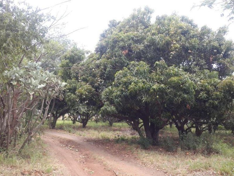 A view of a mature mango orchard on the small holding, featuring established fruit trees and a dirt access path.