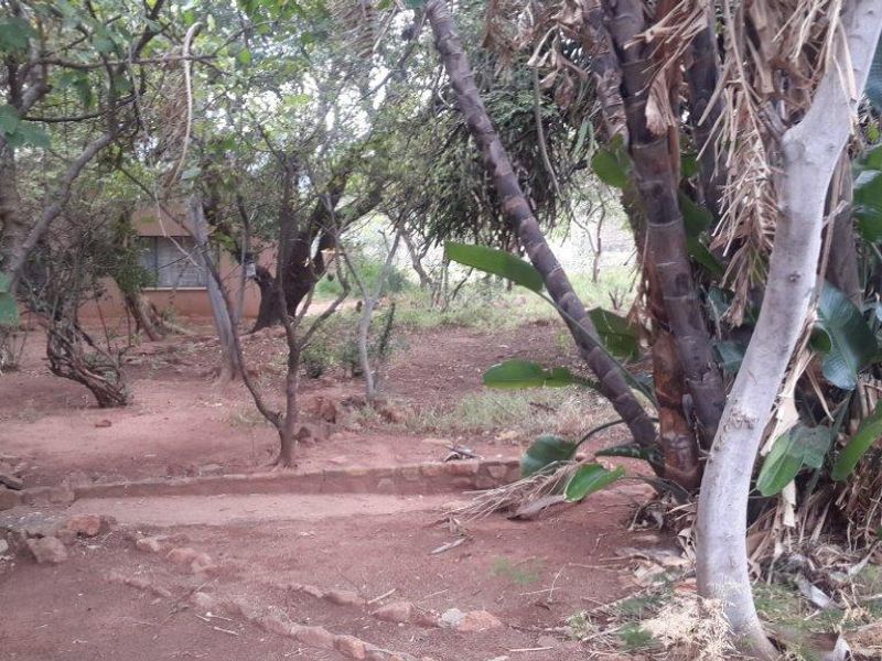 A natural, wooded garden area featuring mature trees, established shrubs, and stone-edged pathways on a sandy terrain.