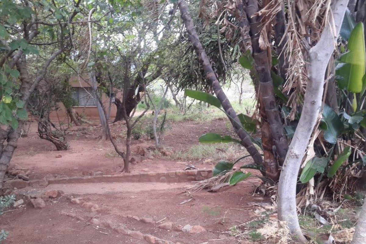 A natural, wooded garden area featuring mature trees, established shrubs, and stone-edged pathways on a sandy terrain.