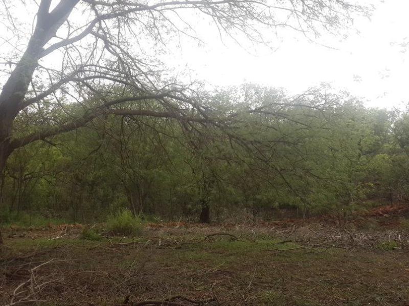 A view of the natural garden area featuring mature trees and established vegetation on the small holding property.