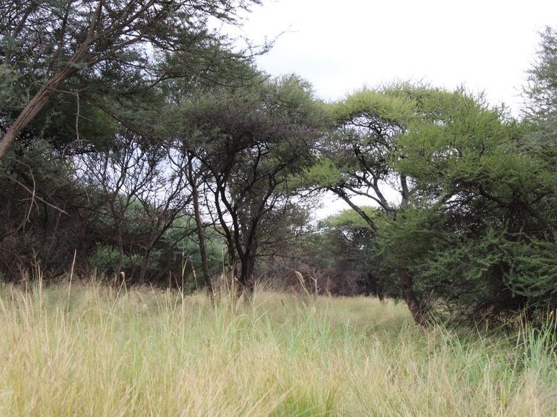 A view of the natural landscape featuring established native trees and wild grass on the vacant residential property.