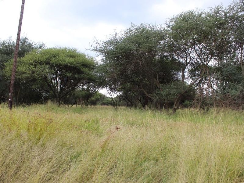 A view of a vacant residential plot featuring natural grass cover and mature indigenous trees.