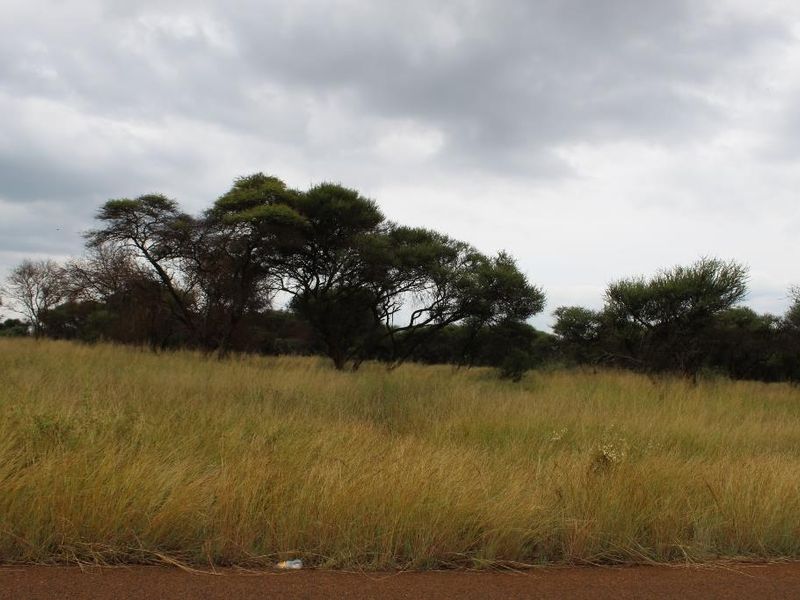 A view of a vacant residential plot featuring natural grassland and mature native trees under an overcast sky.