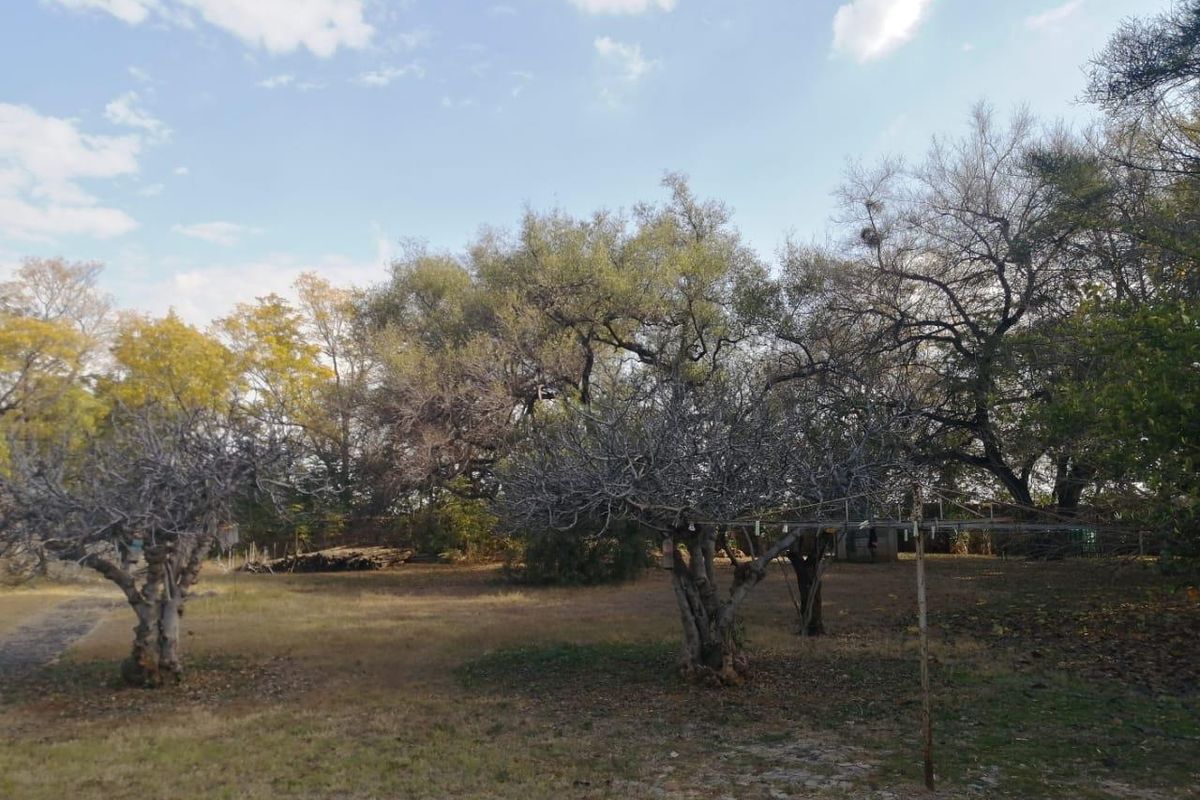 A spacious garden area featuring mature trees and established lawn, offering a natural outdoor setting on the farm property.