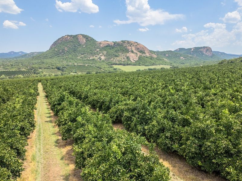 An expansive aerial view of a well-maintained citrus orchard set against a scenic mountain landscape.