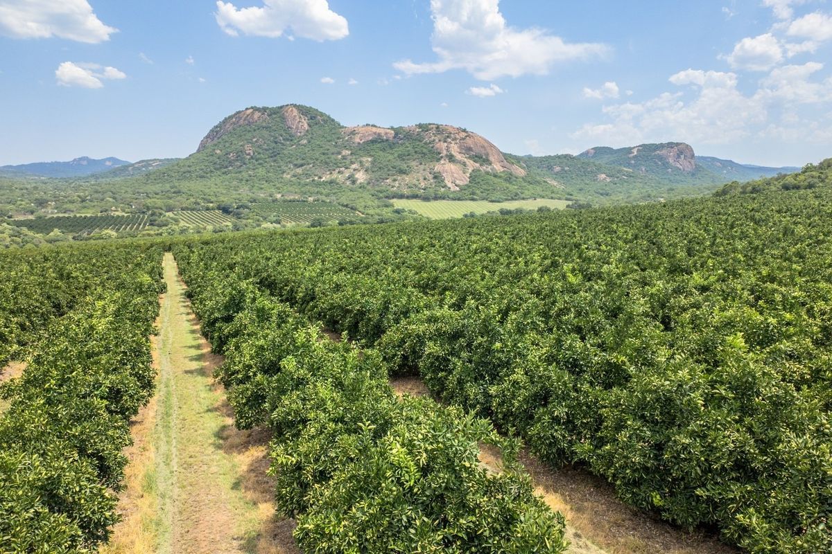 An expansive aerial view of a well-maintained citrus orchard set against a scenic mountain landscape.
