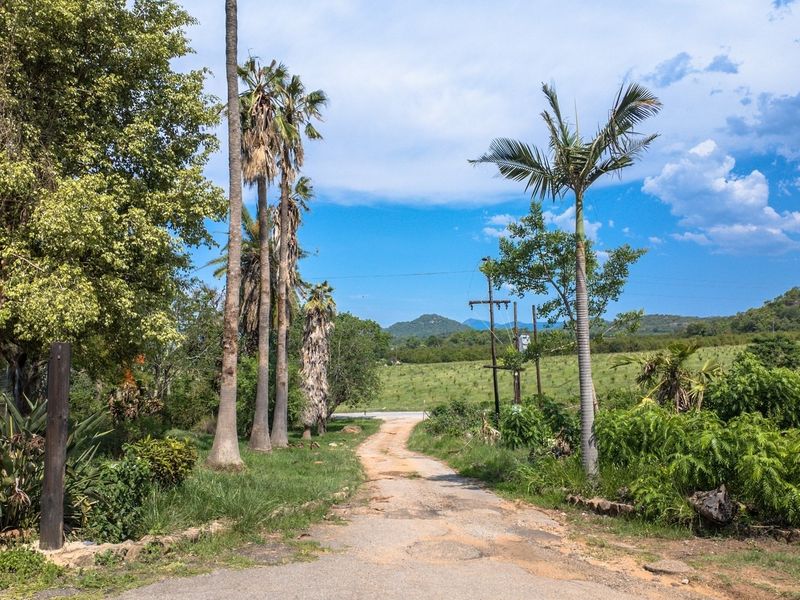 A view of the unpaved access road leading into the farm property, lined with mature palm trees and surrounding rural landscape.