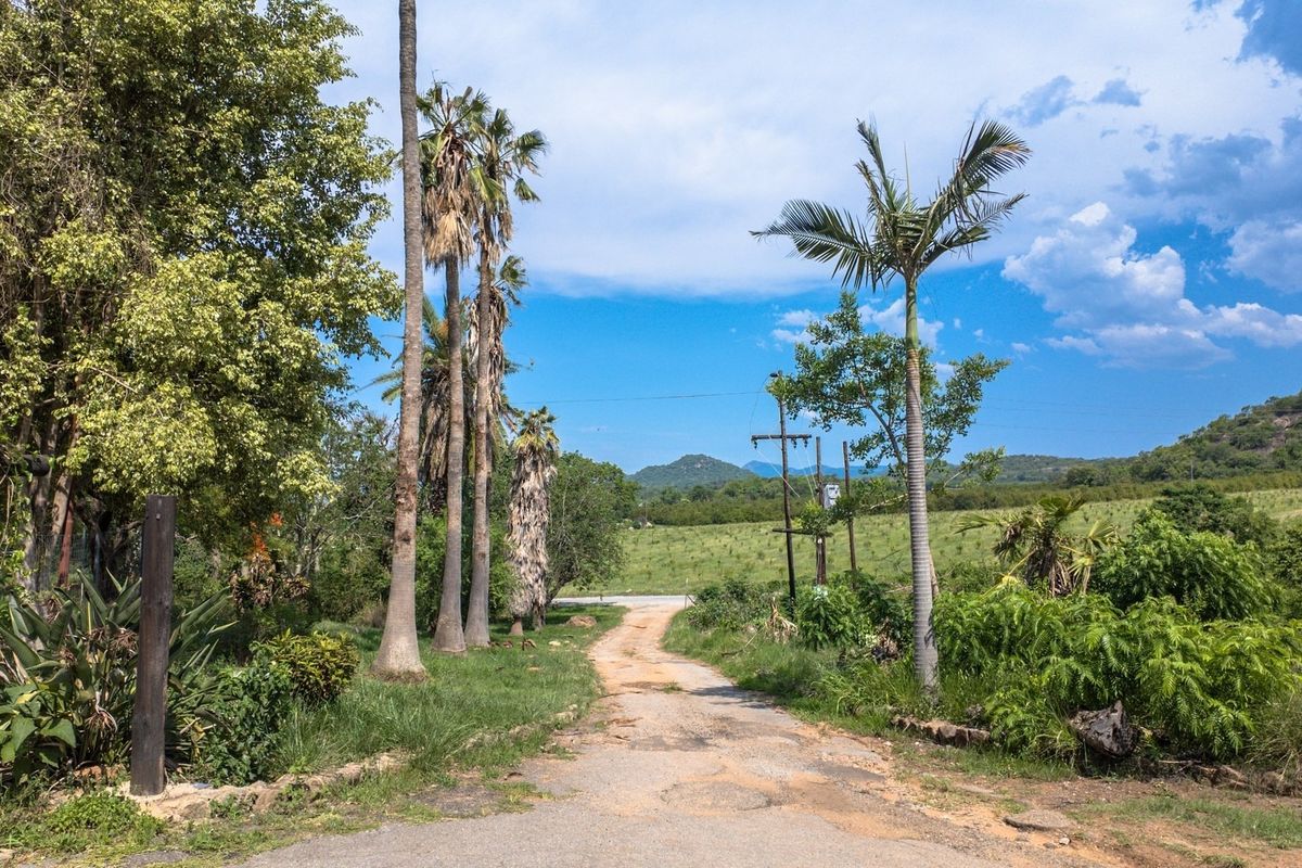 A view of the unpaved access road leading into the farm property, lined with mature palm trees and surrounding rural landscape.