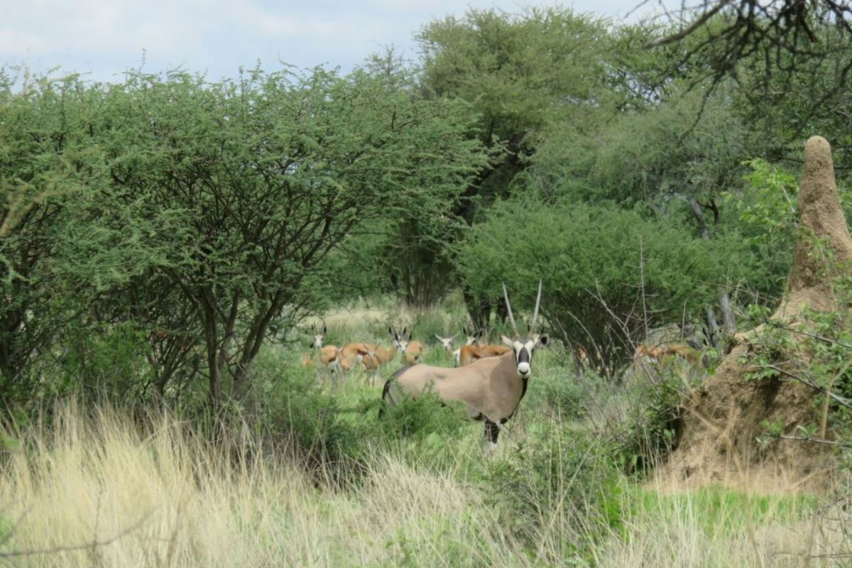 A scenic view of the natural farm landscape featuring indigenous trees, tall grasses, and local wildlife in their natural habitat.