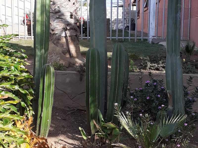 A garden area featuring established cacti, a palm tree, and a metal perimeter fence alongside the exterior wall of the house.