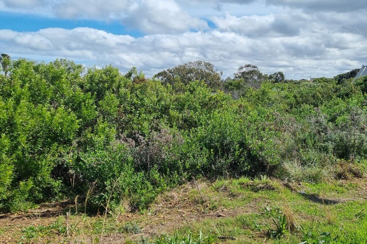 A view of an undeveloped residential plot featuring dense native vegetation and natural ground cover.