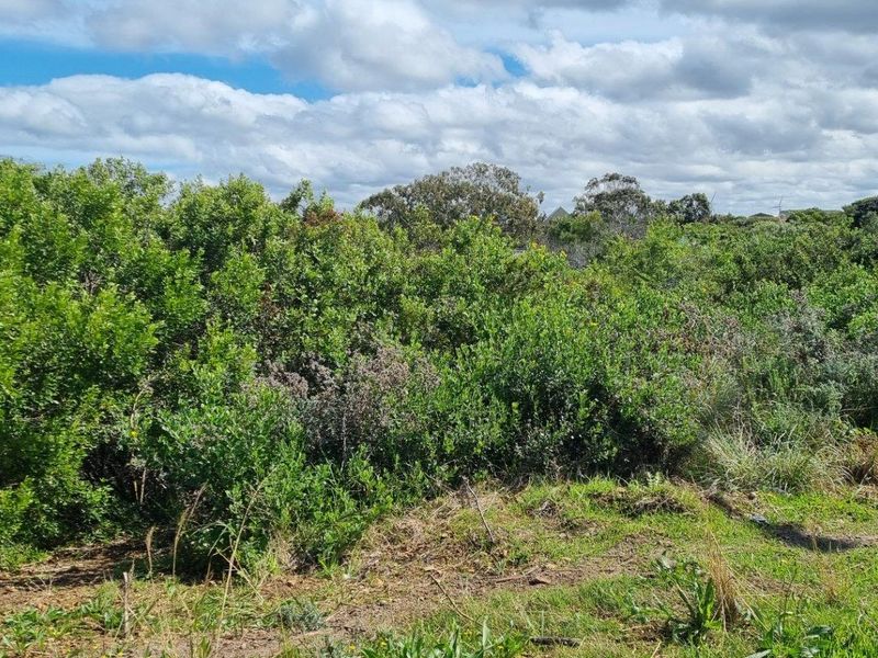 A view of an undeveloped residential plot featuring dense native vegetation and natural ground cover.