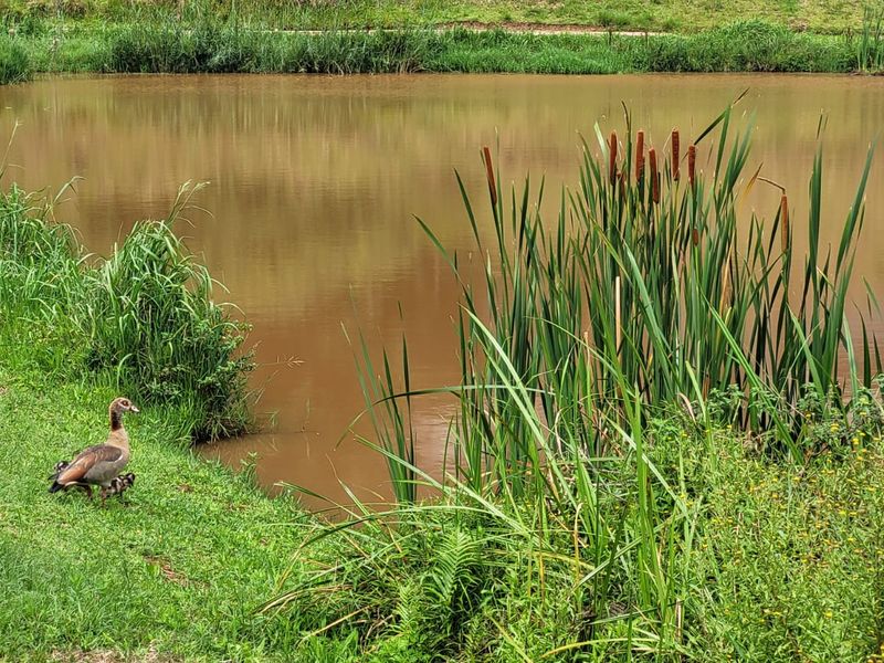 A scenic view of a natural pond on the property, featuring surrounding reeds and lush green vegetation.
