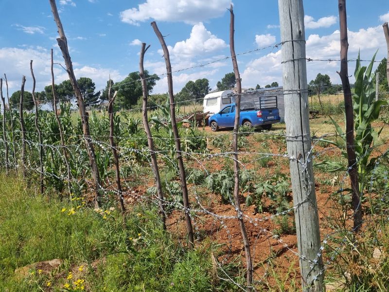 Clean "ready to farm or build" vacant stand - Photo 4