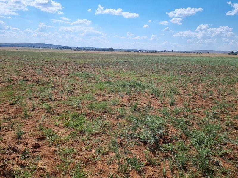 Clean "ready to farm or build" vacant stand - Photo 3