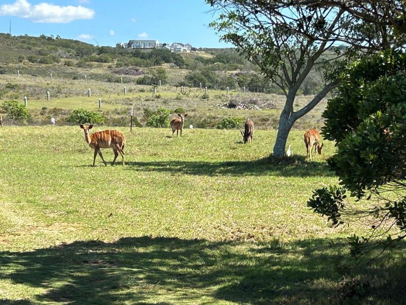 BUILD YOUR DREAM HOME ON THIS AMAZING NATURE RESERVE CLOSE TO JEFFREYS BAY - Photo 6