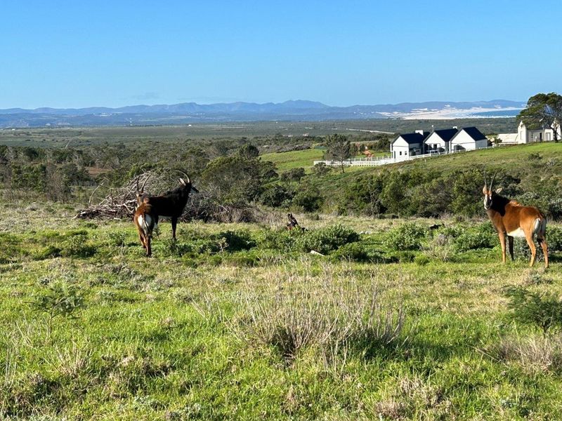 BUILD YOUR DREAM HOME ON THIS AMAZING NATURE RESERVE CLOSE TO JEFFREYS BAY - Photo 5