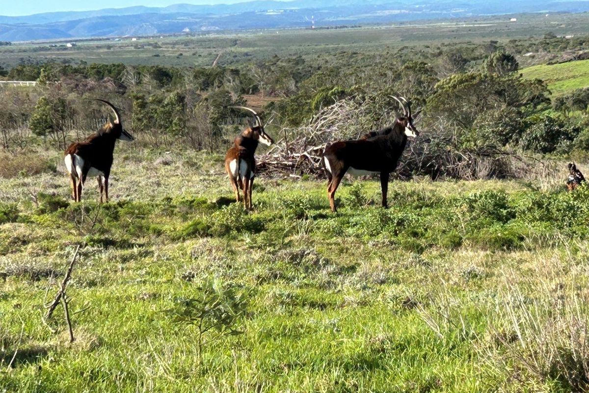 BUILD YOUR DREAM HOME ON THIS AMAZING NATURE RESERVE CLOSE TO JEFFREYS BAY - Photo 4