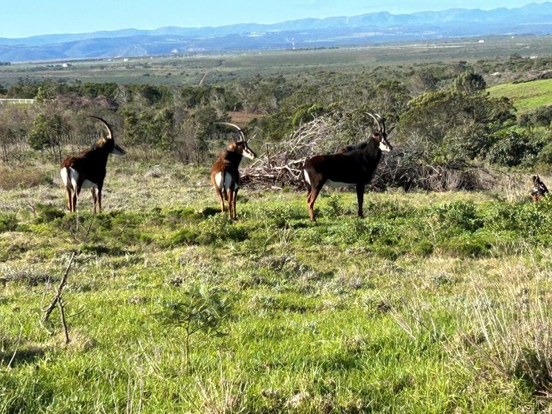 BUILD YOUR DREAM HOME ON THIS AMAZING NATURE RESERVE CLOSE TO JEFFREYS BAY - Photo 4