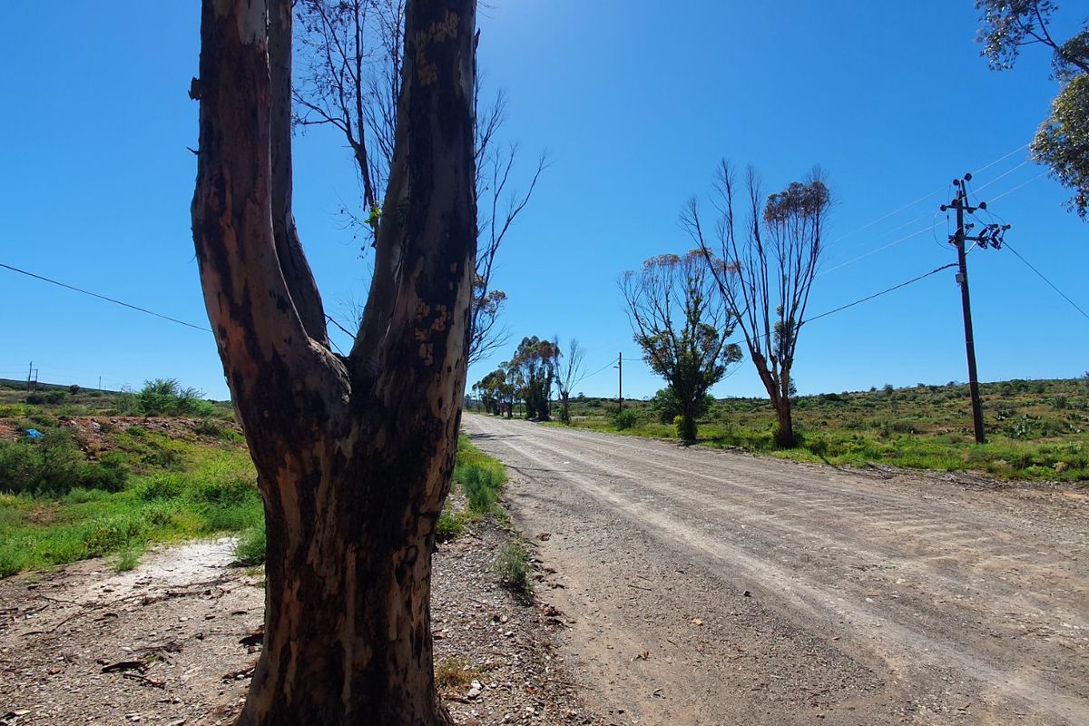A view of an unpaved rural road with surrounding natural vegetation, utility poles, and overhead power lines.