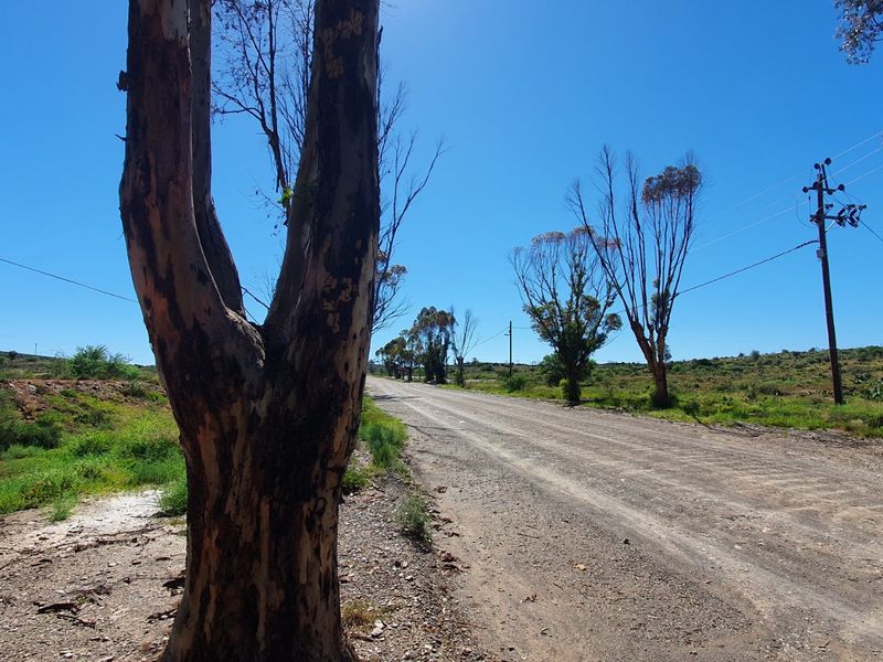 A view of an unpaved rural road with surrounding natural vegetation, utility poles, and overhead power lines.