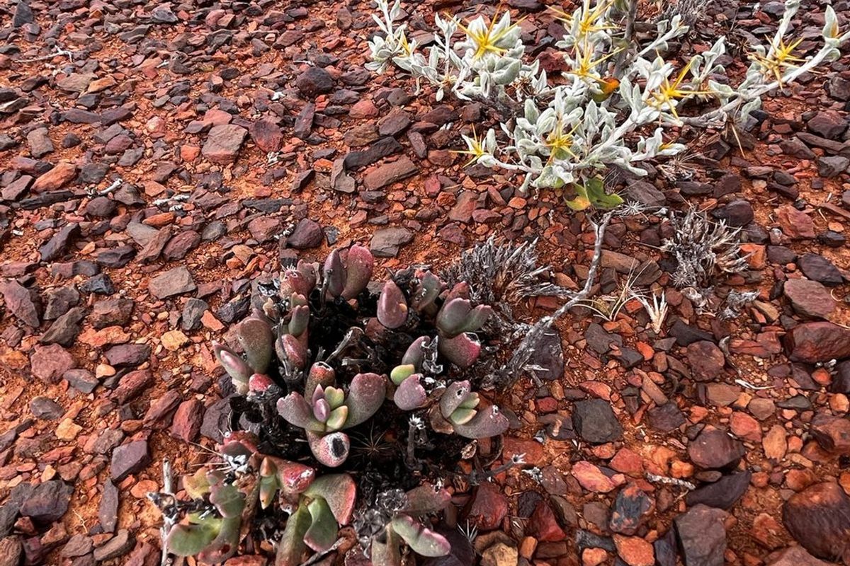 Willowmore stand close to Golf Course. - Photo 5