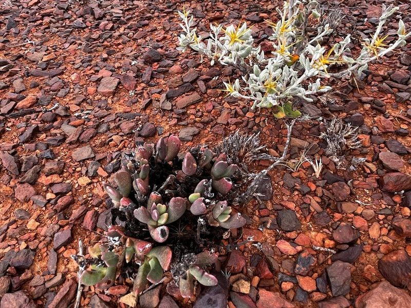 Willowmore stand close to Golf Course. - Photo 5