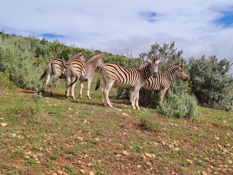 A view of zebras grazing on a grassy hillside, showing the natural landscape of the property grounds.