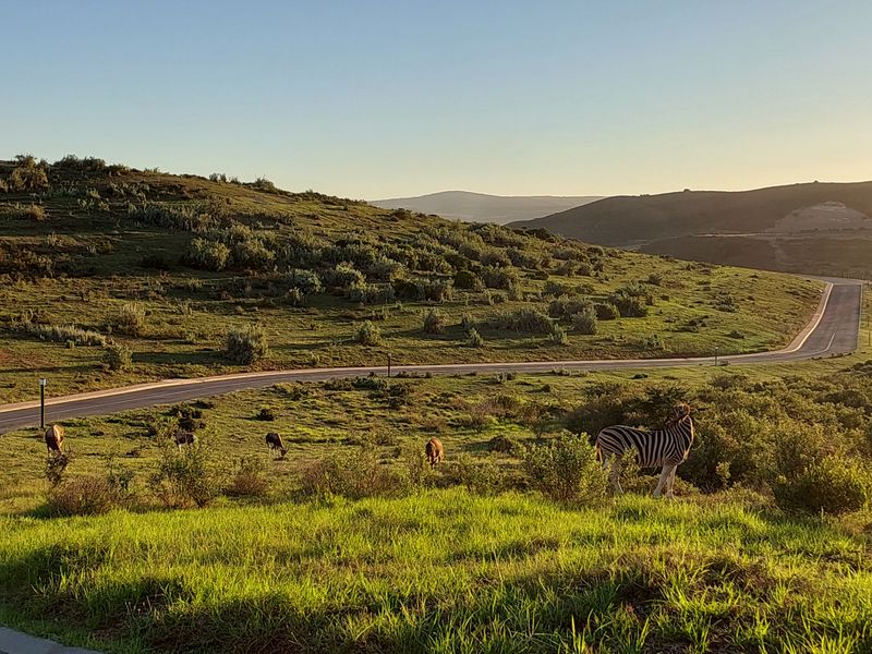 Scenic landscape view featuring rolling hills, natural vegetation, and local wildlife, showcasing the expansive natural surroundings of the property.