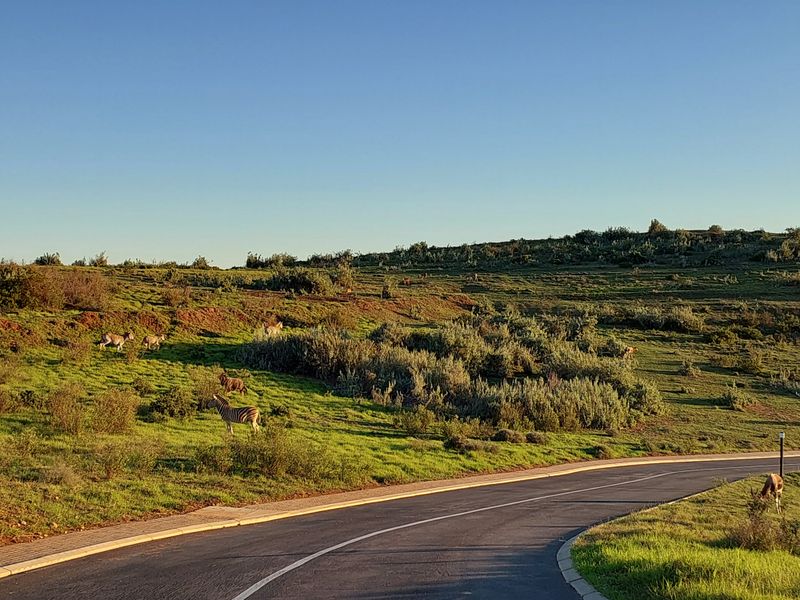 A scenic view of a paved estate road winding through a natural landscape with indigenous vegetation and wildlife.