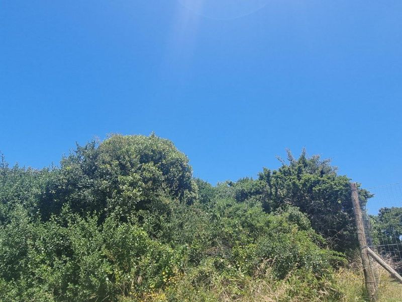 A view of a residential plot featuring dense mature vegetation and perimeter wire fencing.