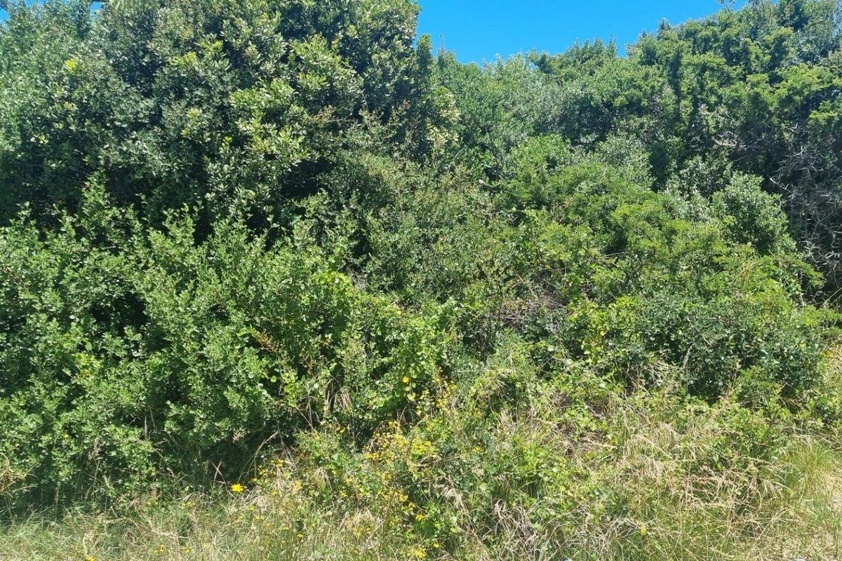 A view of a vacant residential plot featuring dense natural vegetation and perimeter wire fencing.