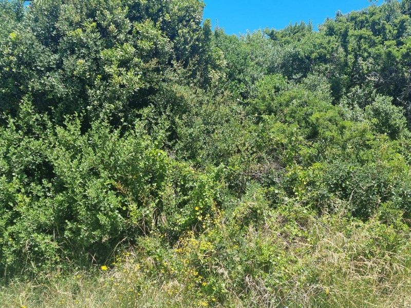 A view of a vacant residential plot featuring dense natural vegetation and perimeter wire fencing.