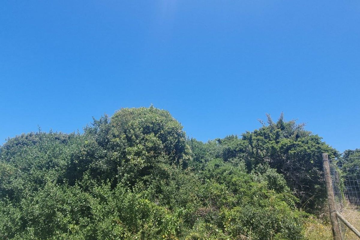 A view of the residential plot featuring mature vegetation and perimeter wire mesh fencing under a clear blue sky.
