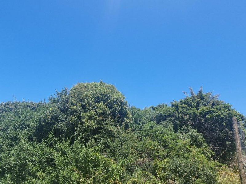 A view of the residential plot featuring mature vegetation and perimeter wire mesh fencing under a clear blue sky.