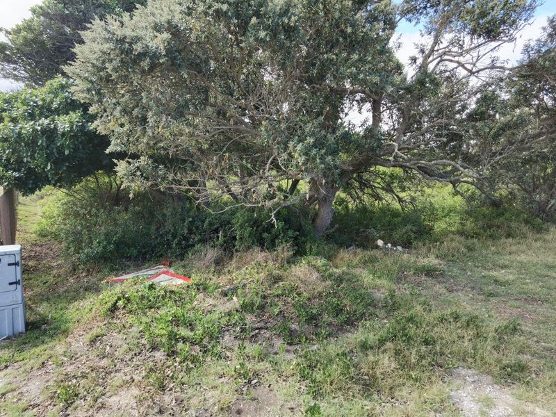 A view of a vacant residential plot featuring mature trees and overgrown natural vegetation with an electrical utility box on the boundary.