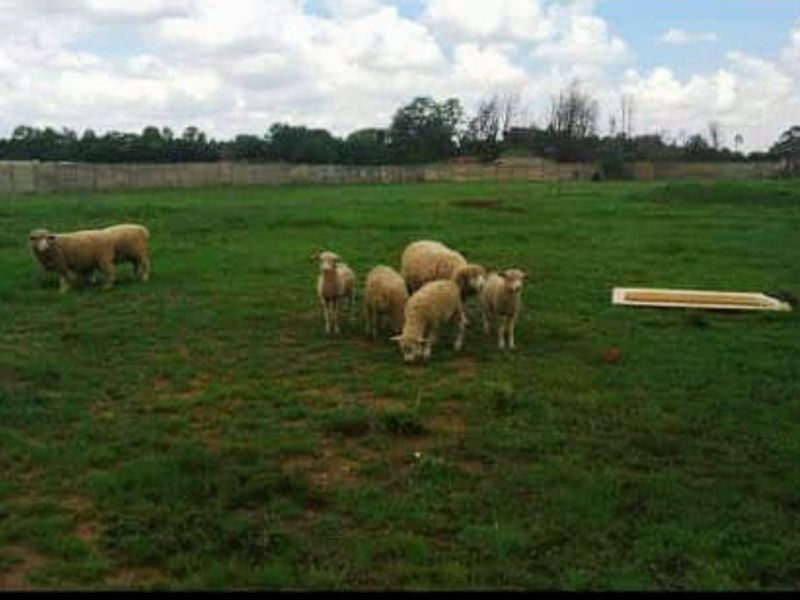 This magnificent 2.5ha plot in Vanderbijlpark offers so much, you'll have to see it!! - Photo 10