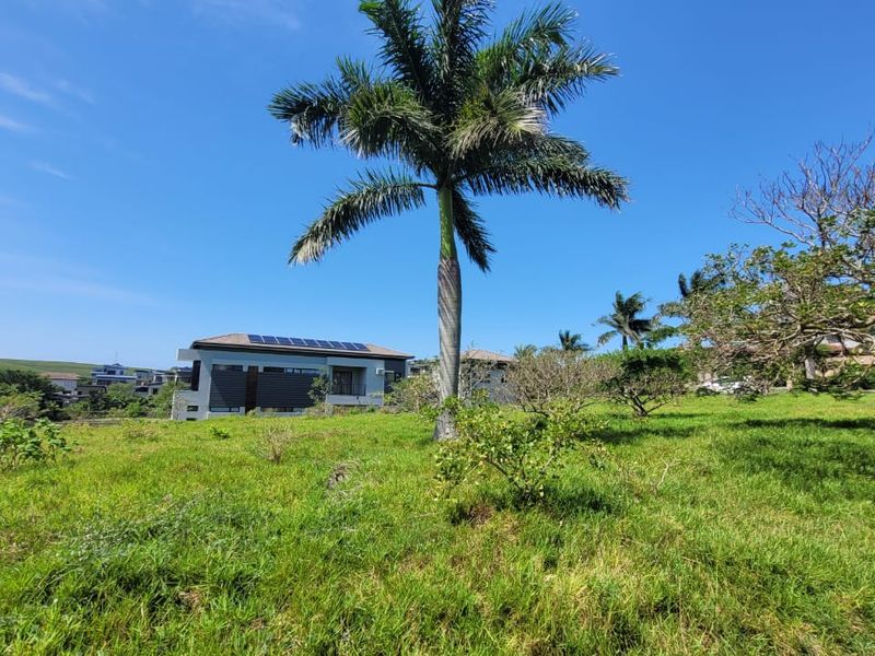 A view of a vacant residential plot featuring established palm trees and surrounding greenery, with neighboring residential properties visible in the background.