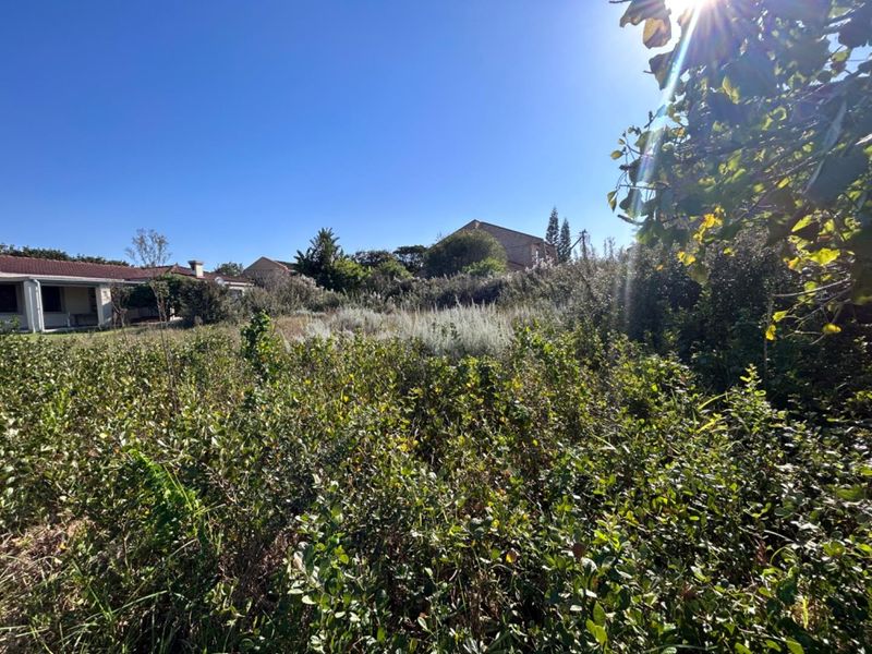 A view of a residential vacant land plot featuring dense, overgrown vegetation and established shrubs under a clear blue sky.