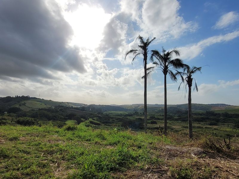 A scenic landscape view overlooking rolling hills and natural vegetation on the farm property, featuring mature palm trees under a bright sky.