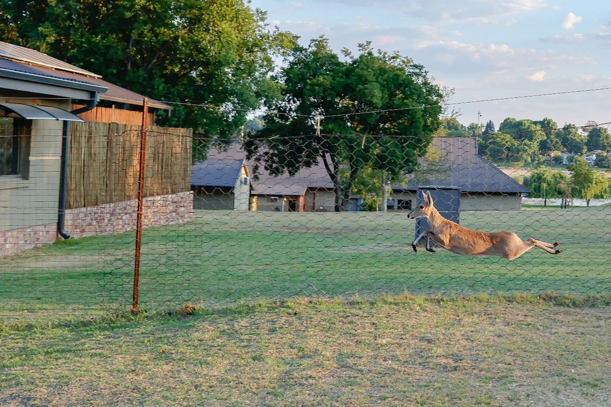 Unparalleled Lifestyle Awaits at Your Dream Retreat – Exclusive 20,200 m2 Property!** - Photo 5