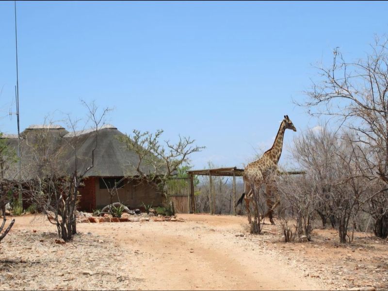Game Farm for Sale: Prime Location Between Alldays and Musina - Photo 5