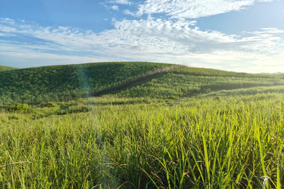 Prime Coastal Opportunity: Stand 2196, Seaton Estate, Ballito - Photo 4